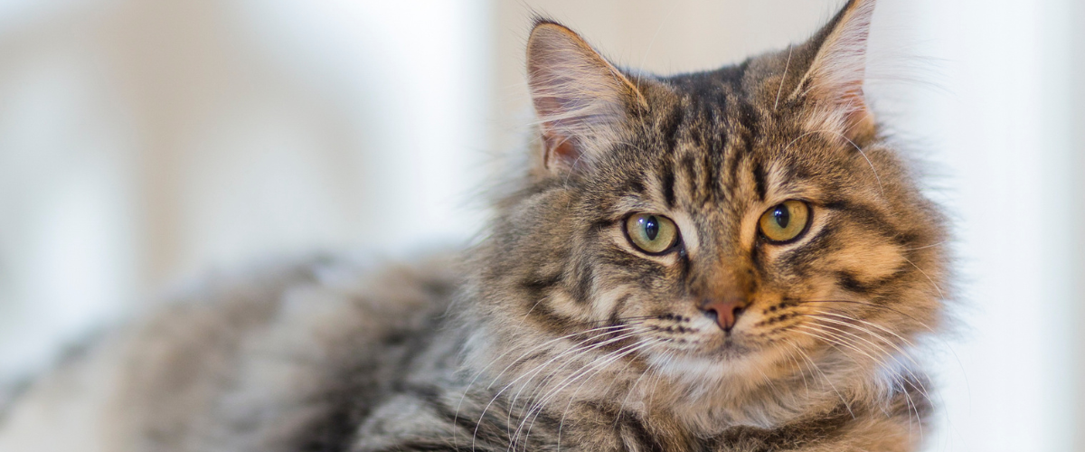 Hübsche Katze schaut in die Kamera