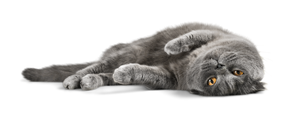 Freigestellte graue Katze liegt auf dem Boden