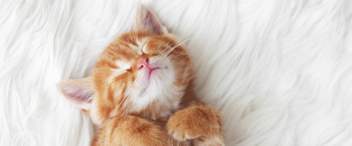 Orangene Katze kuschelt auf dem weichen Teppich