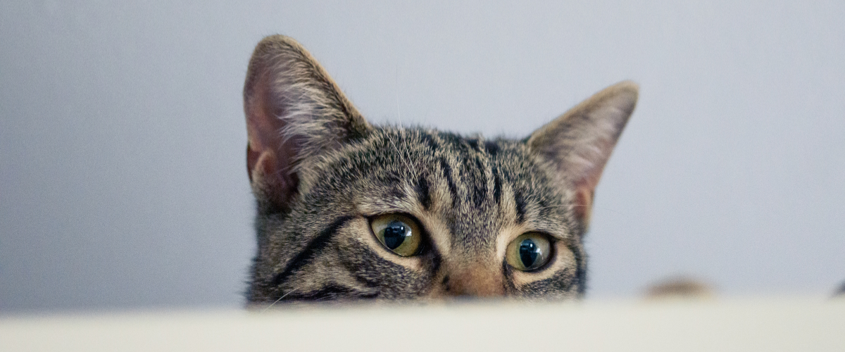 Hauskatze schaut über Tischkante