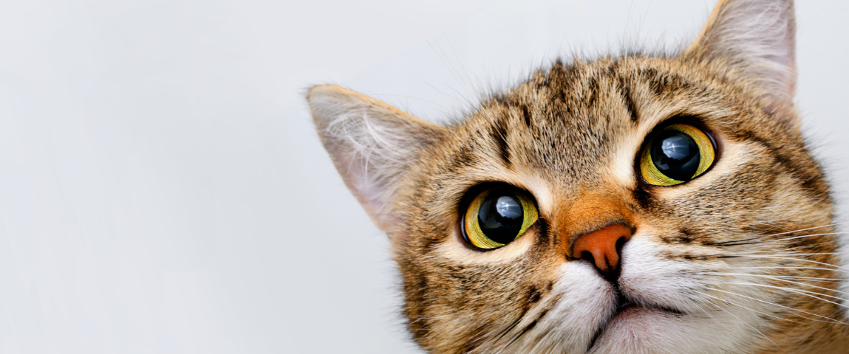 Hübsche Katze schaut in die Kamera