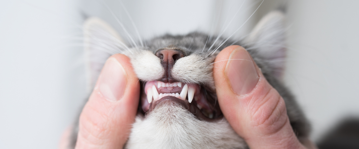 Hübsche Katze schaut in die Kamera