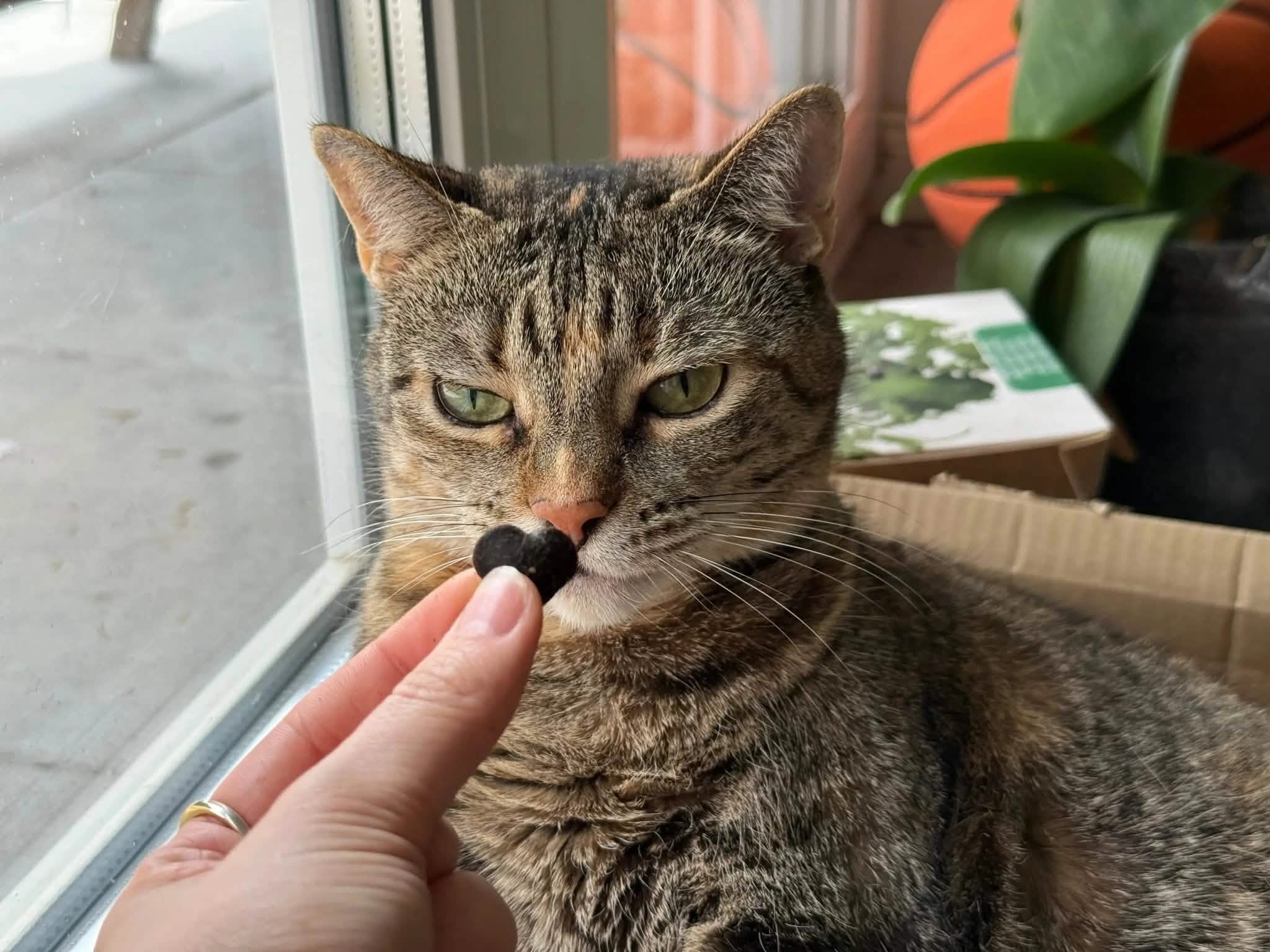 Patsli Move - PATSLI