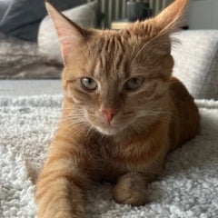 Schenke deiner Katze ein gesundes Leben